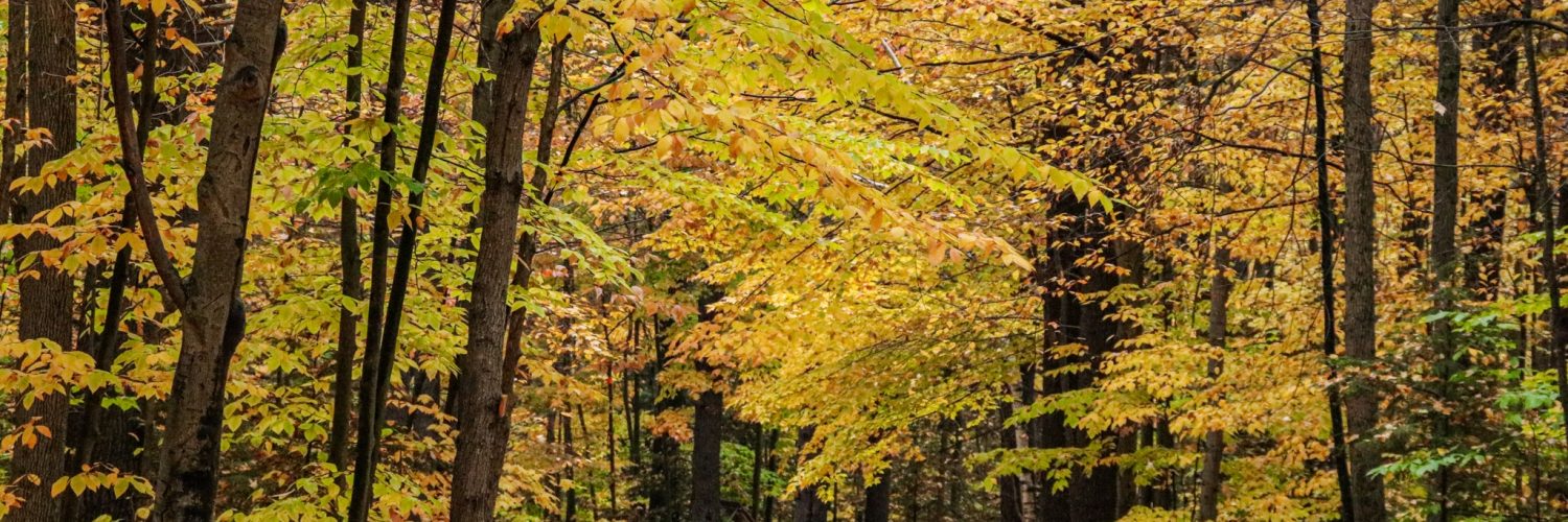 23 Gunstock Fall Leaves